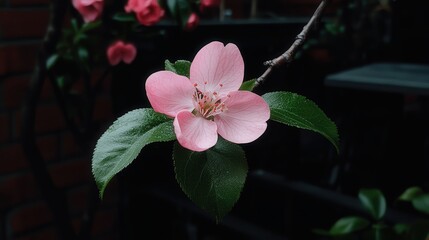 A Delicate Pink Flower Bloom Displays Beauty In The Garden
