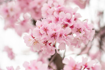 狭山池公園の河津桜