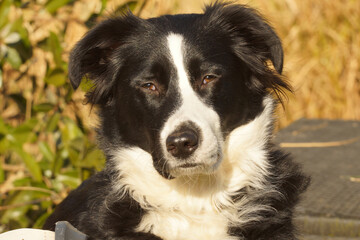 Focused black and white canine portrait. Border collie with intense expression. Furry companion, looking to the side.