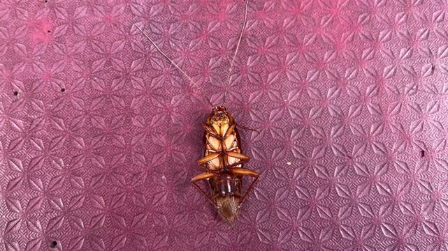 A cockroach that almost died was hit by a spray drug