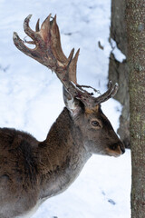 Young deer is hiding behind a tree in the winter