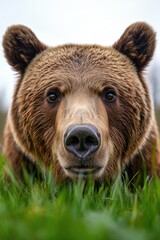 Fototapeta premium A brown bear looking directly at camera with a slight expression of curiosity.