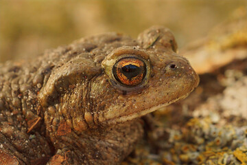 Close-up of a Common European toad's face, Bufo bufo resting with intricate skin details and a reflective eye.
