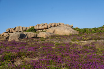 carpet of flowers Calluna vulgaris, common heather among the rocks and boulders on The Pink Granite...