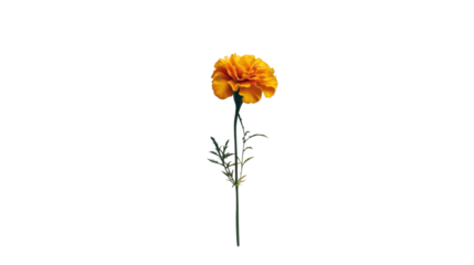 Single orange marigold flower with transparent background