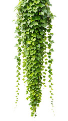 Lush Green Hanging Ivy Plant with Dense Foliage, Ideal for Indoor and Outdoor Decor, isolated on Transparent background