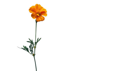 Obraz premium Single orange marigold stem on transparent background