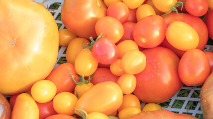 A close-up of different varieties of tomatoes, highlighting their textures and colors.