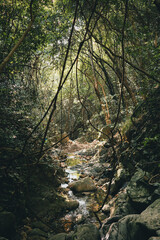 stream in the forest