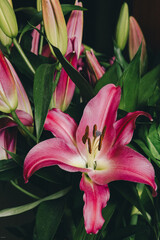 pink lily flower