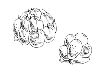 Cloudberry raspberry sloe fruit with dew water drops, hand drawn vector ink, forest berry mulberry loganberry boysenberry. Botanical isolated illustration set. Restaurant, cafe menu, farmers market