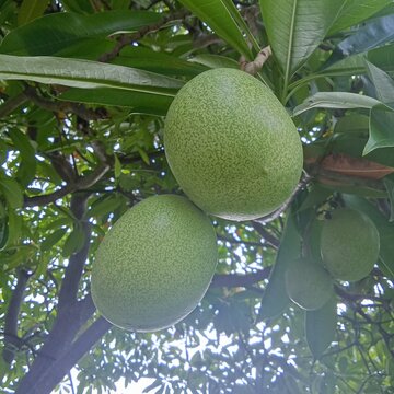Bintaro tree fruit