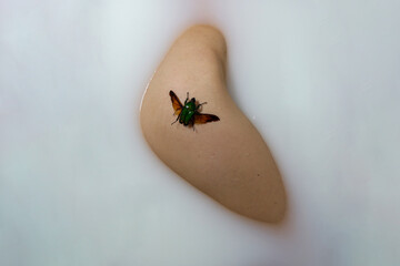 Obraz premium Insekt auf dem Bein 