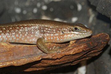 Closeup on an African red-sided skink, Mabuya perrotetii