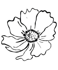 tiny wild flowers and plants line art botanical illustrations. Trendy greenery hand draw lines black ink sketches. vector illustration