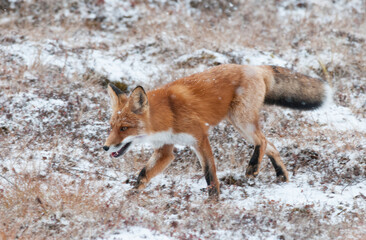 red fox is running in the wild