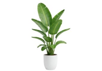 Isolated Exotic Bird of Paradise Plant in White Ceramic Pot