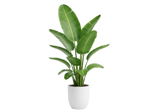Isolated Exotic Bird of Paradise Plant in White Ceramic Pot