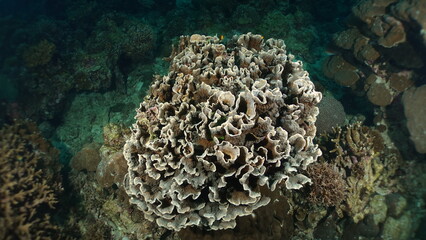 Underwater sea ocean water with beautiful diverse corals and fishes swimming 