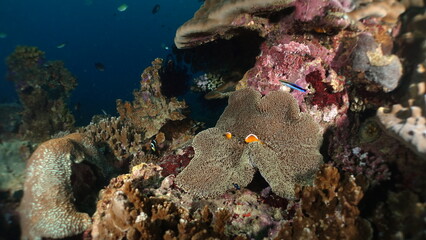 Underwater sea ocean water with beautiful diverse corals and fishes swimming 