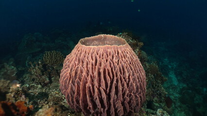 Giant barrel sponge in the sea