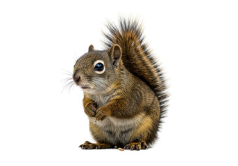 Obraz premium Isolated Curious Red Squirrel - Wildlife Portrait