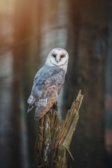 Burn owl (Tyto alba) sitting on tree in dark autumn forest. Autumn forest background. Autumn sunset.