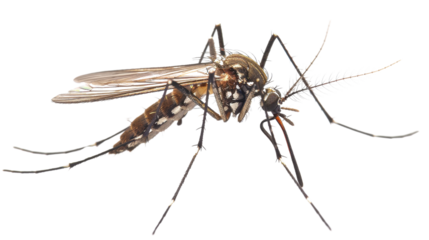 Asian tiger mosquito resting on transparent background