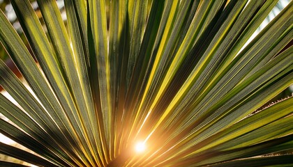 A close-up of sun rays peeking through palm leaves, capturing the fine texture and intricate details of the leaves against the warm light.

