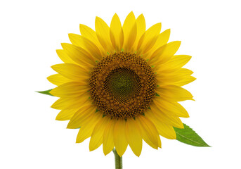 Fototapeta premium Isolated Vibrant Yellow Sunflower Blossom