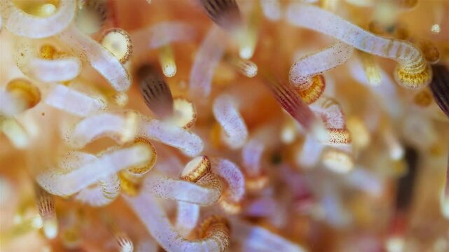 Sea urchin strongylocentrotus pallidus under microscope, phylum Echinodermata. Ambulacral legs, pedicellariae and and needles are visible. White Sea