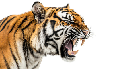 Fototapeta premium Fierce tiger showing bared fangs in a dramatic display of strength and power during a confrontation