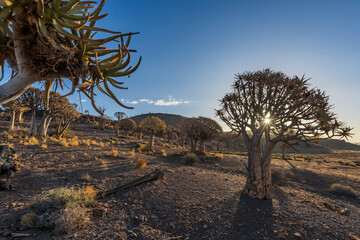 Quiver tree or kokerboom (Aloidendron dichotomum, prev. Aloe dichotoma). Gannabos, near Nieuwoudtville. Northern Cape. South Africa.