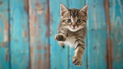 Kitten jumping with a blurred background. Close up of little cat flying or jumping while looking at camera with blurring background. Cute pet and playful kitten concept. Motion. AIG53.