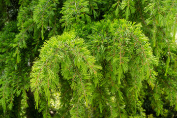 Close-up of vibrant green pine needles of Himalayan cedar (Cedrus Deodara, Deodar) showcasing intricate texture and natural beauty of foliage. Ornithological park is located in Adler (Sirius).