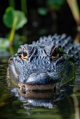 Obraz premium Close-Up Profile of a Majestic Alligator Emerging from Calm Waters Surrounded by Lush Greenery and Reflections of Nature in a Serene Environment
