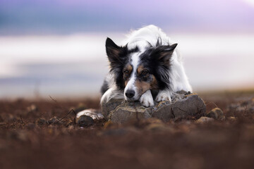 Border collie dog at the beach