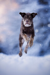 Adorable puppy running in snow