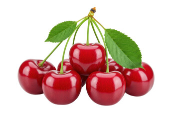 Isolated Dark Red Cherries on Branch Isolated