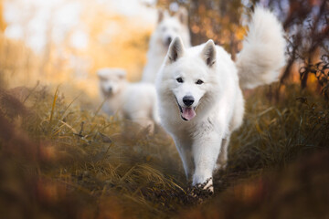 Obraz premium Running white swiss shepherd dog