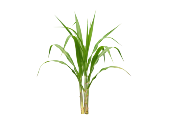 Isolated Lush Green Sugarcane Plant