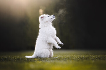 Portrait of white swiss shepherd puppy