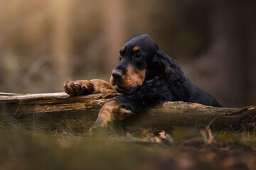 Adorable English setter puppy in the forest