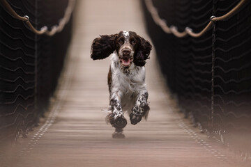 Adorable portrait of springer spaniel puppy