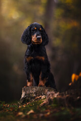Adorable portrait of English setter puppy