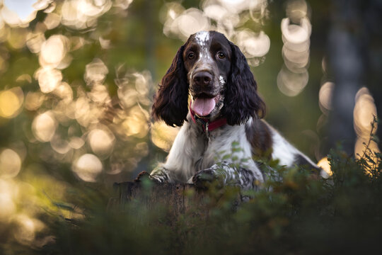 Adorable portrait of springer spaniel puppy