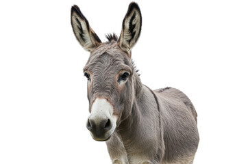 Fototapeta premium Isolated Detailed Close-up of a Curious Gray Donkey Face