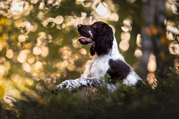 Adorable portrait of springer spaniel puppy