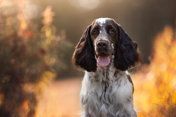 Adorable portrait of springer spaniel puppy