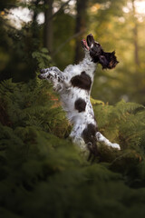 Adorable portrait of springer spaniel puppy